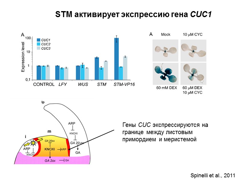 STM активирует экспрессию гена CUC1 Гены CUC экспрессируются на границе между листовым примордием и